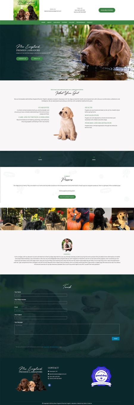 new-england-premier-labradors-min.jpg